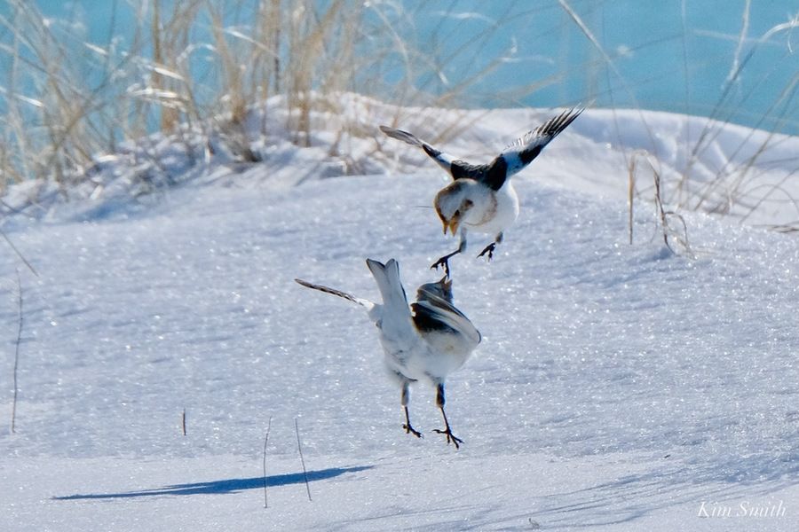 Snow Buntings in food fight by Kim Smith from https://kimsmithdesigns.com/tag/plectrophenax-nivalis/